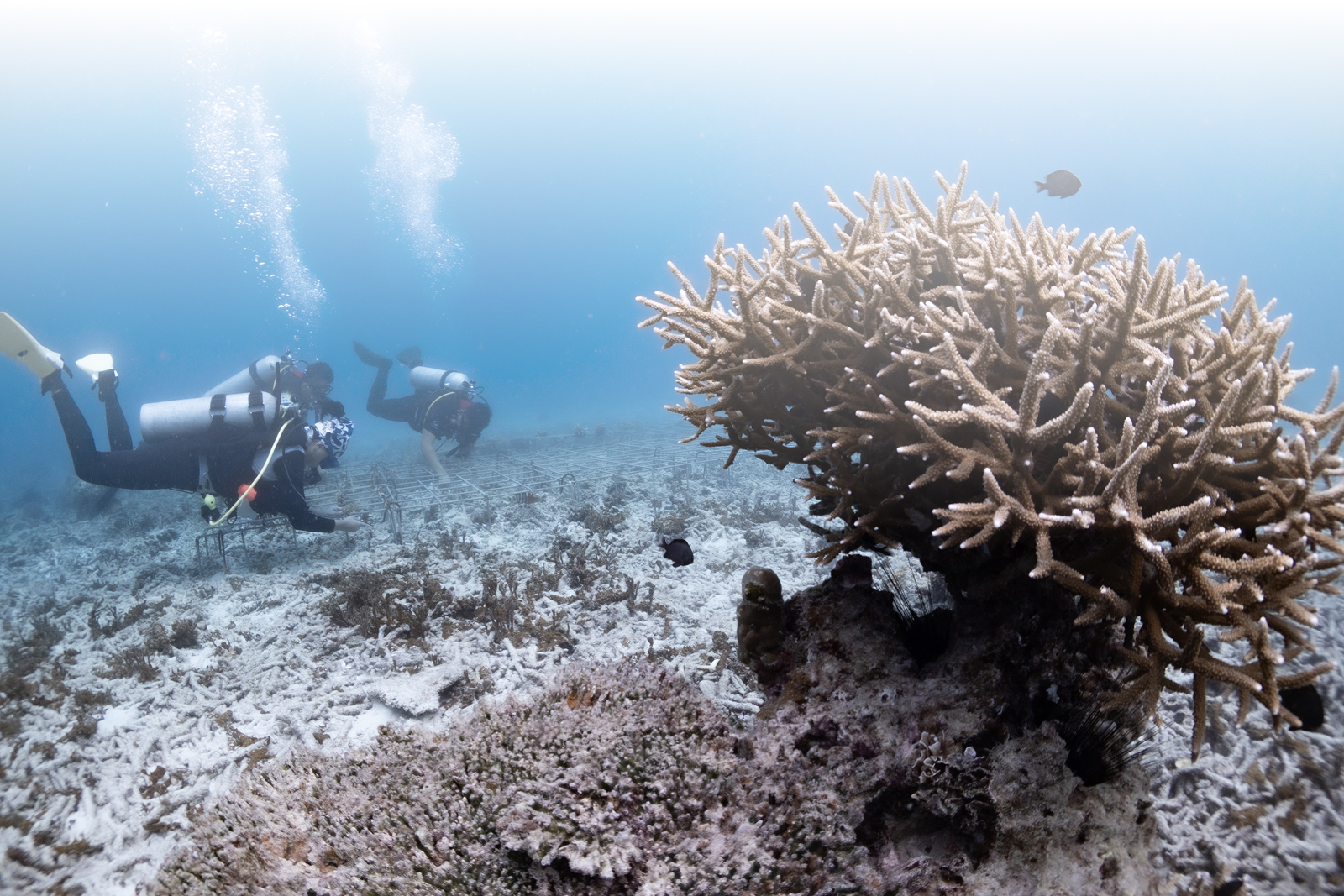Marine Conservation
